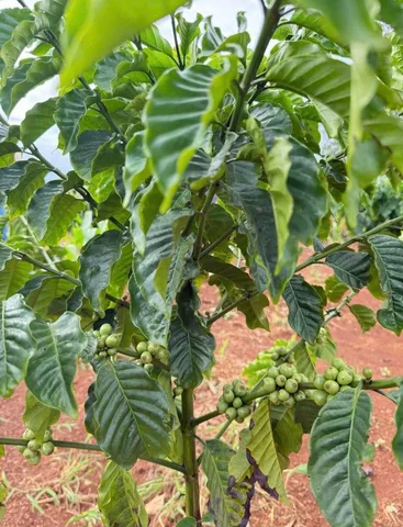 Bất động sản tại Đắk Lắk - ảnh 1