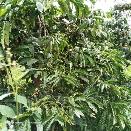 Bất động sản tại Lâm Đồng - ảnh 1