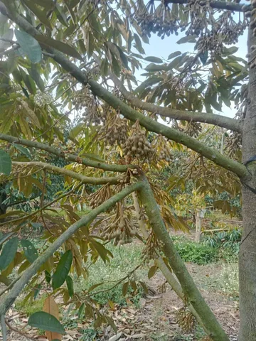 Bất động sản tại Đắk Lắk - ảnh 1
