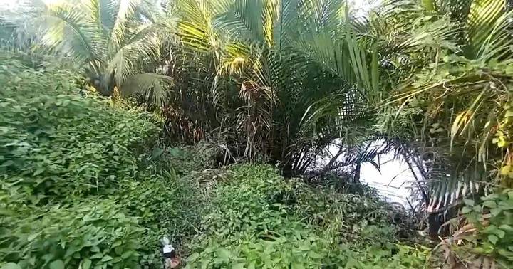 Bất động sản tại Bến Tre - ảnh 1