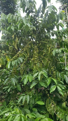 Bất động sản tại Đắk Lắk - ảnh 1