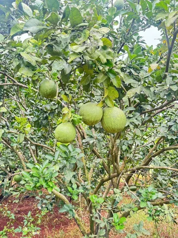 Bất động sản tại Đồng Nai - ảnh 1