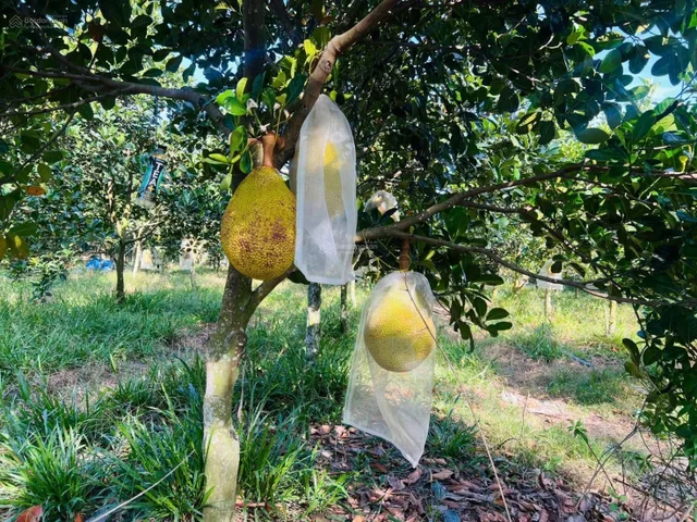 Bất động sản tại Bình Dương - ảnh 1