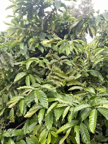 Bất động sản tại Gia Lai - ảnh 1