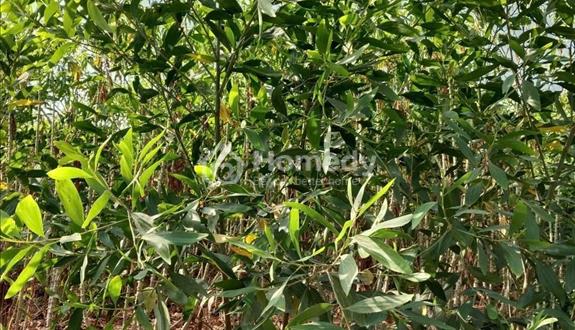 Bất động sản tại Bình Thuận - ảnh 1