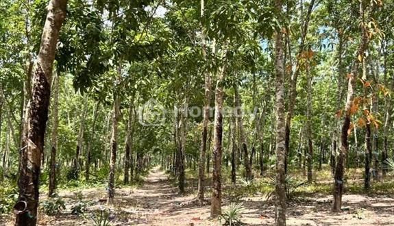 Bất động sản tại Bình Thuận - ảnh 1
