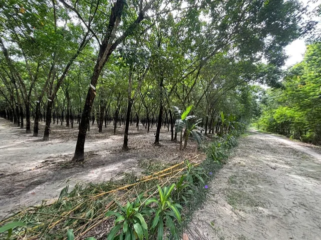 Bất động sản tại Tây Ninh - ảnh 1