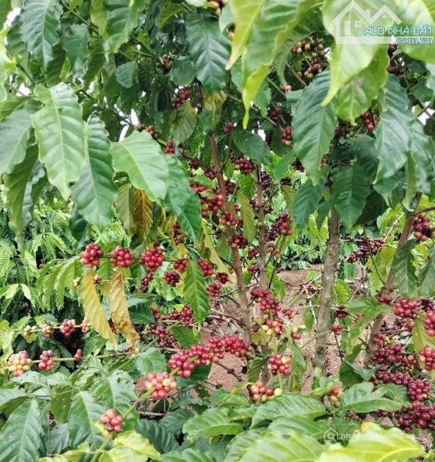 Bất động sản tại Đắk Lắk - ảnh 1