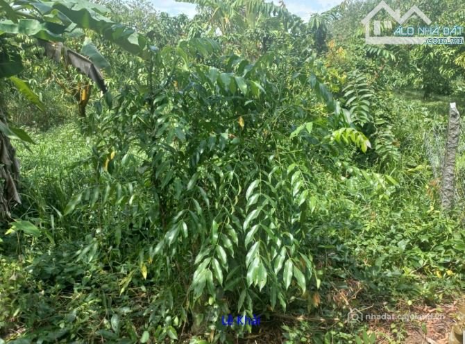 Bất động sản tại Đồng Tháp - ảnh 1