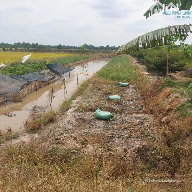 Bất động sản tại Đồng Tháp - ảnh 1