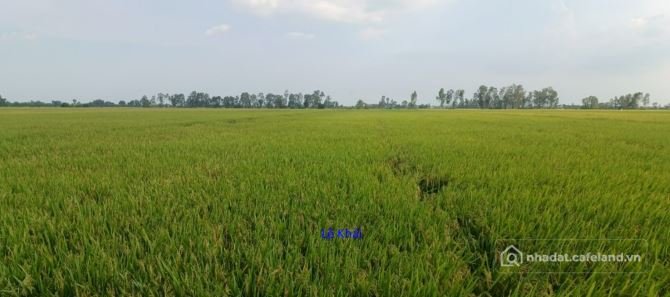 Bất động sản tại Đồng Tháp - ảnh 1