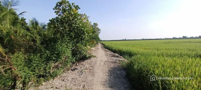 Bất động sản tại Đồng Tháp - ảnh 1