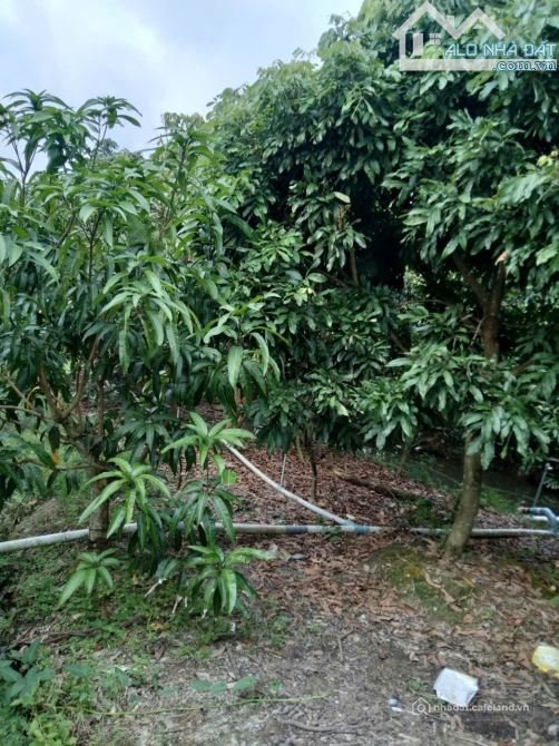 Bất động sản tại Vĩnh Long - ảnh 1