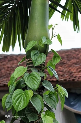 Bất động sản tại Vĩnh Phúc - ảnh 1