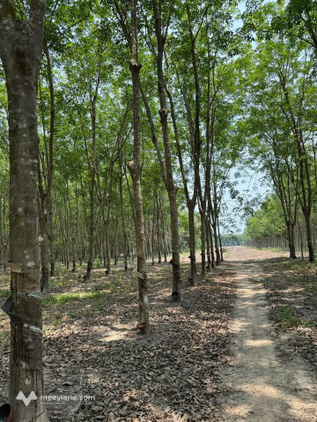 Bất động sản tại Tây Ninh - ảnh 1