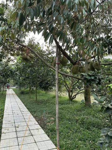 Bất động sản tại Bến Tre - ảnh 1