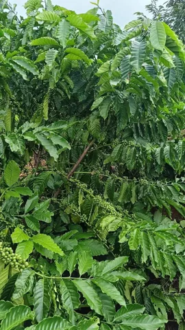 Bất động sản tại Đắk Lắk - ảnh 1