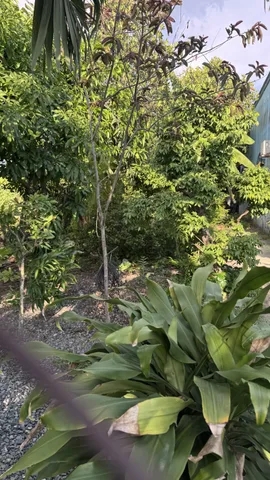 Bất động sản tại Tây Ninh - ảnh 1