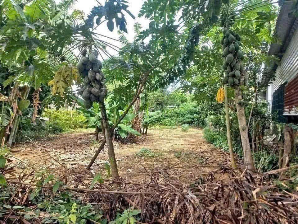 Bất động sản tại Bình Dương - ảnh 1