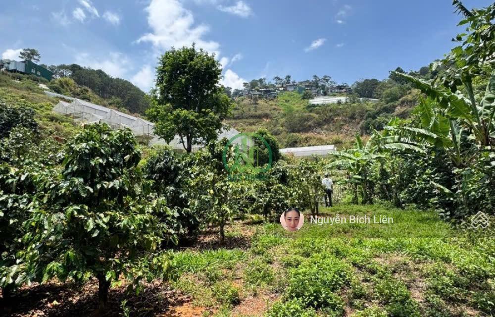 Bất động sản tại Lâm Đồng - ảnh 1