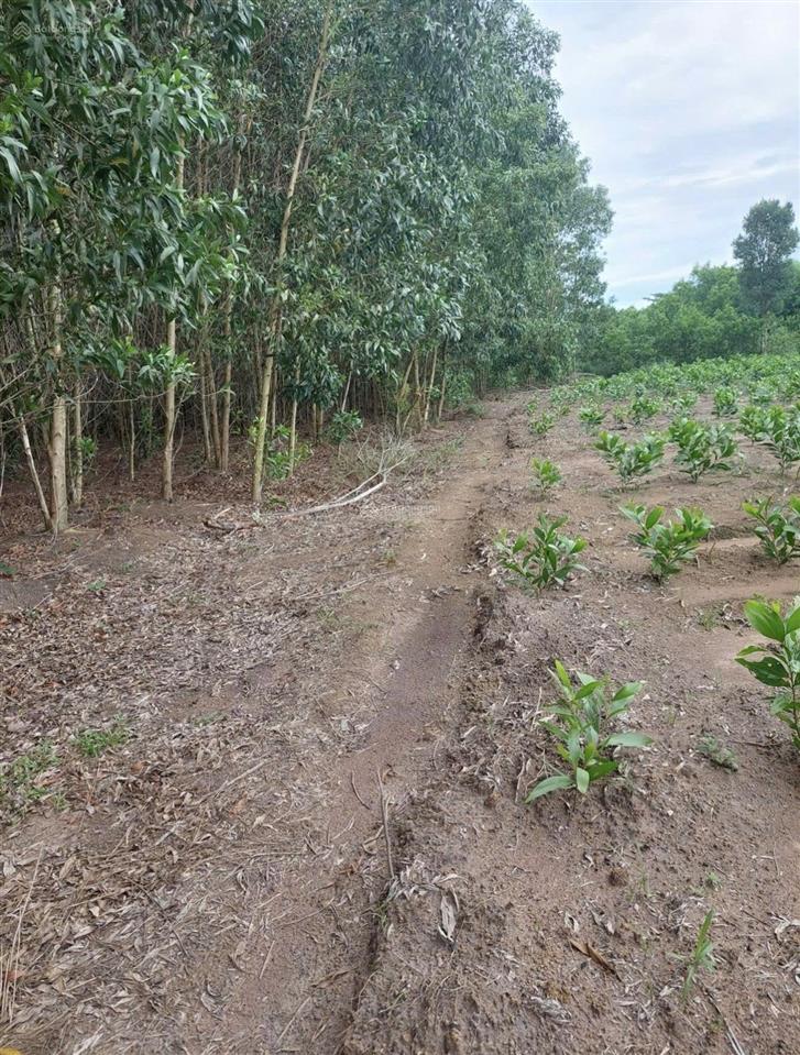 Bất động sản tại Bà Rịa - Vũng Tàu - ảnh 1