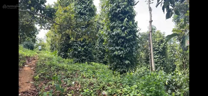 Bất động sản tại Lâm Đồng - ảnh 1