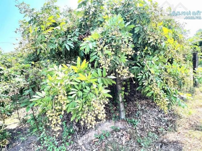 Bất động sản tại Tây Ninh - ảnh 1