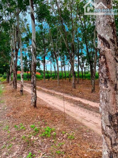 Bất động sản tại Tây Ninh - ảnh 1