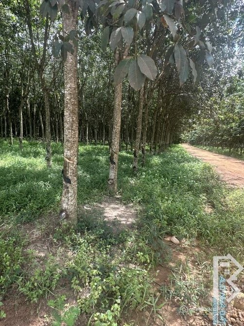 Bất động sản tại Tây Ninh - ảnh 1