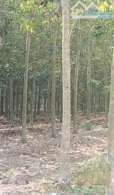Bất động sản tại Tây Ninh - ảnh 1