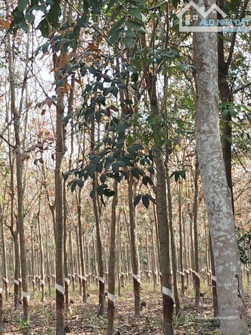 Bất động sản tại Tây Ninh - ảnh 1