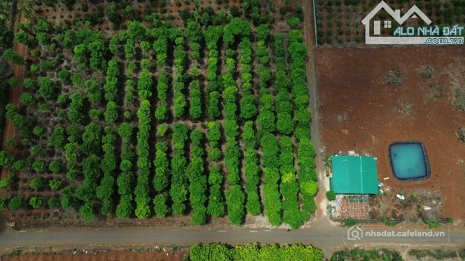 Bất động sản tại Đắk Lắk - ảnh 1