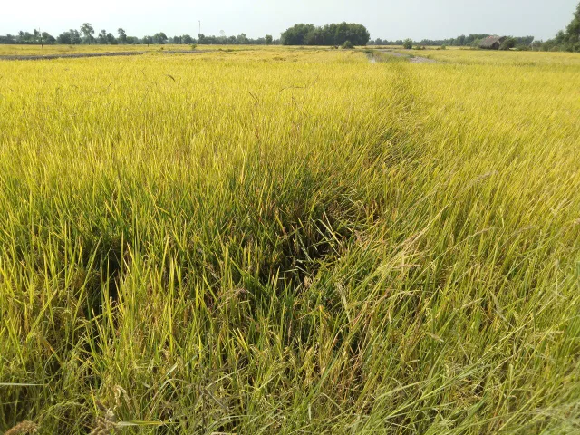 Bất động sản tại Tây Ninh - ảnh 1