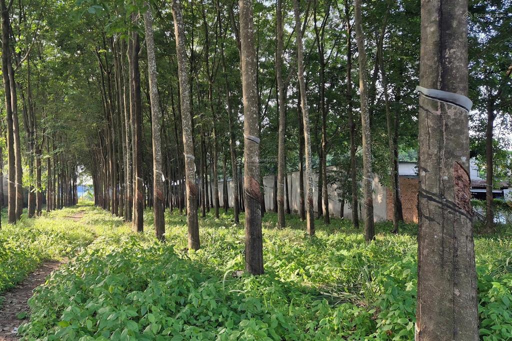 Bất động sản tại Bình Dương - ảnh 1