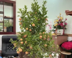 Bất động sản tại Bà Rịa - Vũng Tàu - ảnh 1