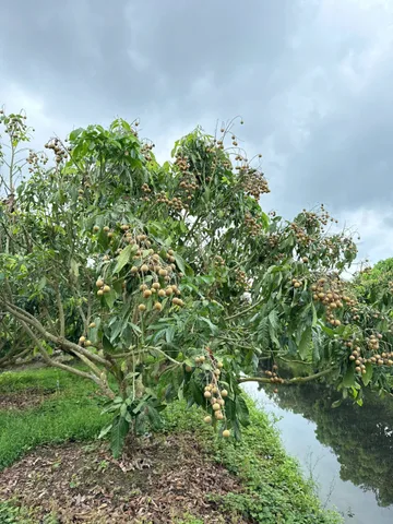 Bất động sản tại An Giang - ảnh 1