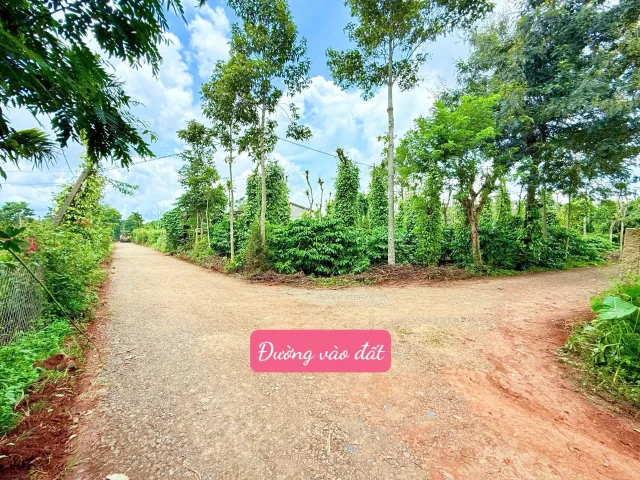 Bất động sản tại Đắk Lắk - ảnh 1