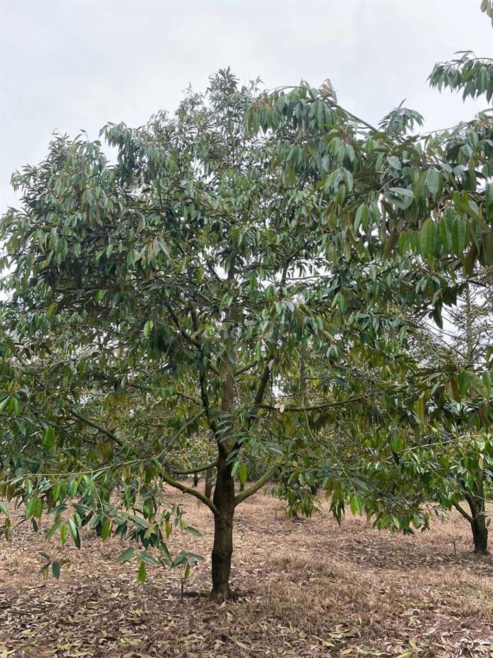 Bất động sản tại Bình Thuận - ảnh 1
