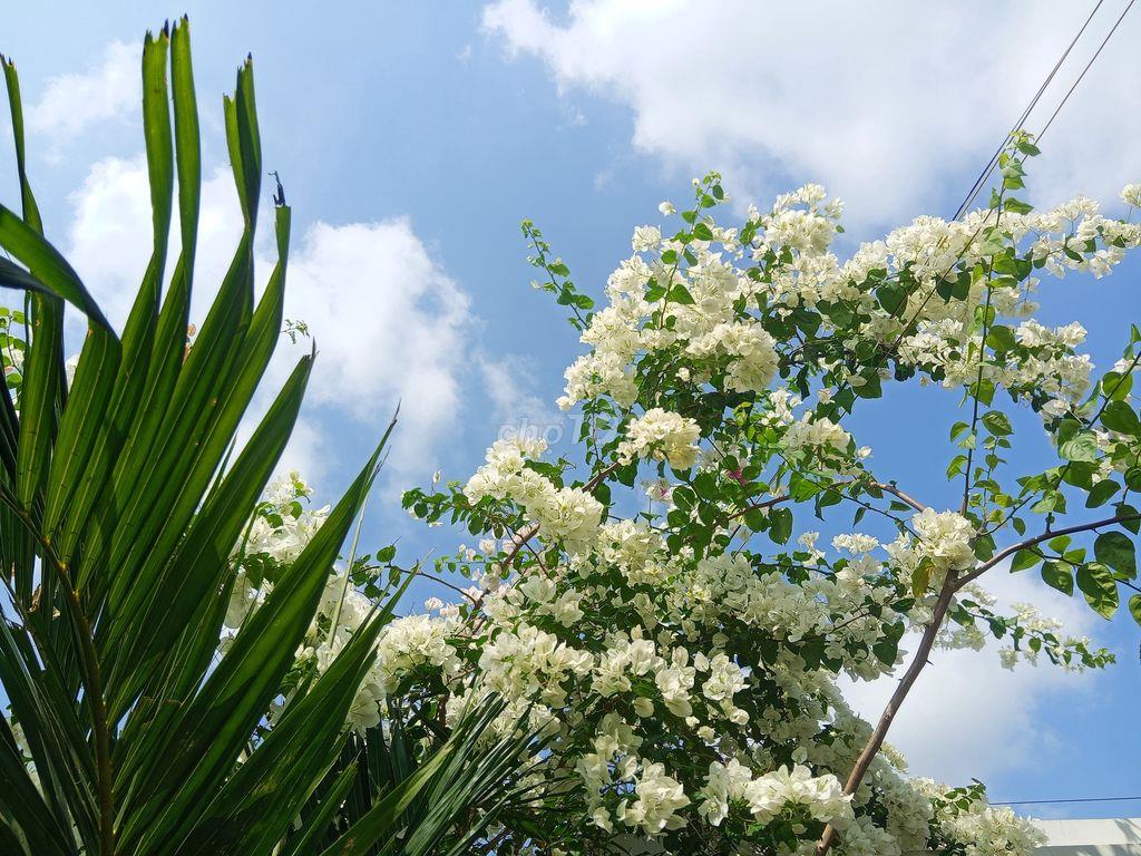 Bất động sản tại Cần Thơ - ảnh 1