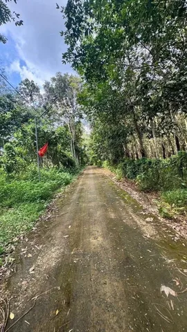 Bất động sản tại Bình Phước - ảnh 1