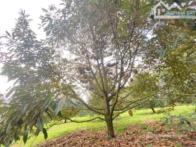 Bất động sản tại Gia Lai - ảnh 1