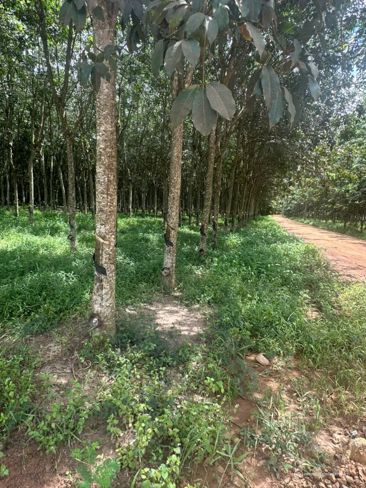 Bất động sản tại Tây Ninh - ảnh 1