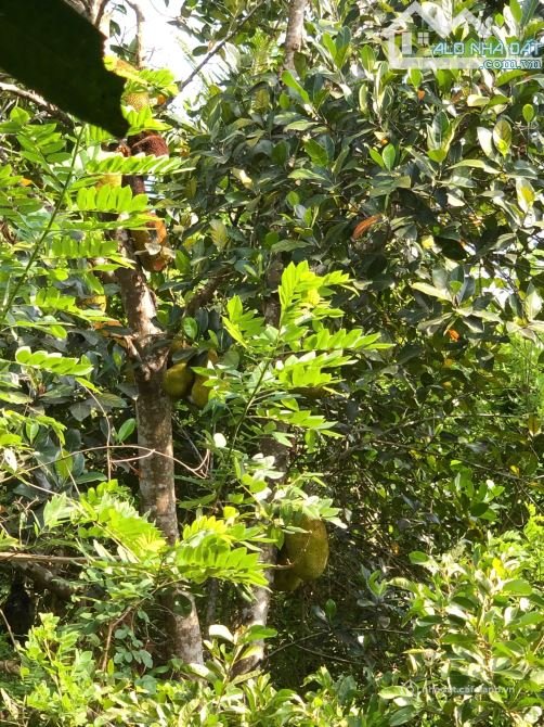 Bất động sản tại Khánh Hòa - ảnh 1