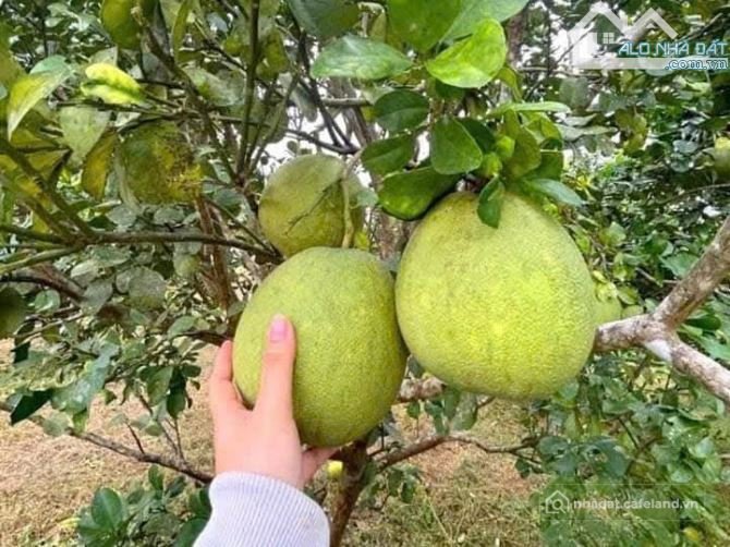 Bất động sản tại Khánh Hòa - ảnh 1