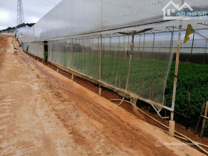 Bất động sản tại Lâm Đồng - ảnh 1