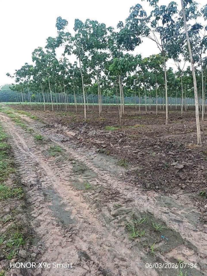 Bất động sản tại Tây Ninh - ảnh 1