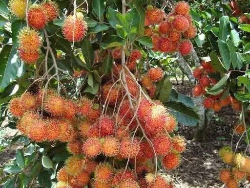 Bất động sản tại Đồng Nai - ảnh 1