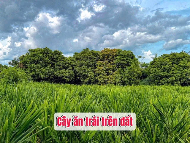 Bất động sản tại Đắk Lắk - ảnh 1