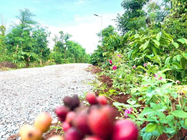Bất động sản tại Đắk Lắk - ảnh 1