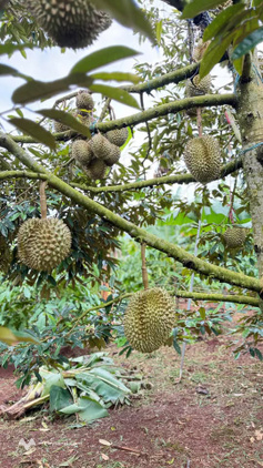 Bất động sản tại Đắk Lắk - ảnh 1